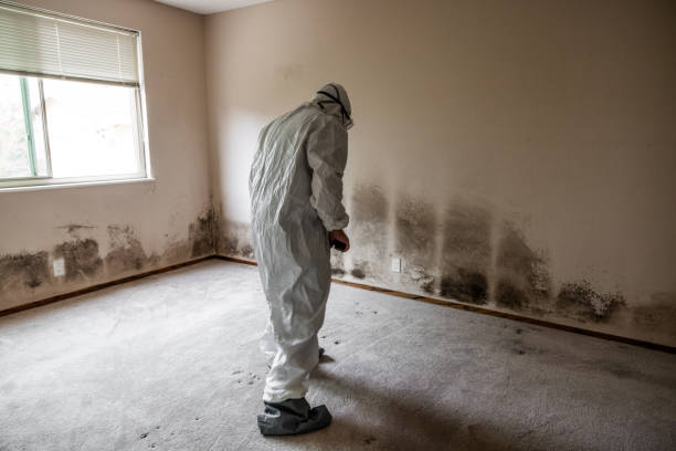 Mold Damage Restoration